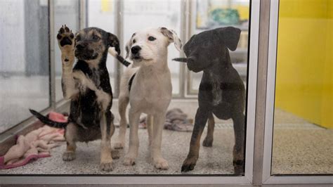 animal control gladstone mo|Animal Control .